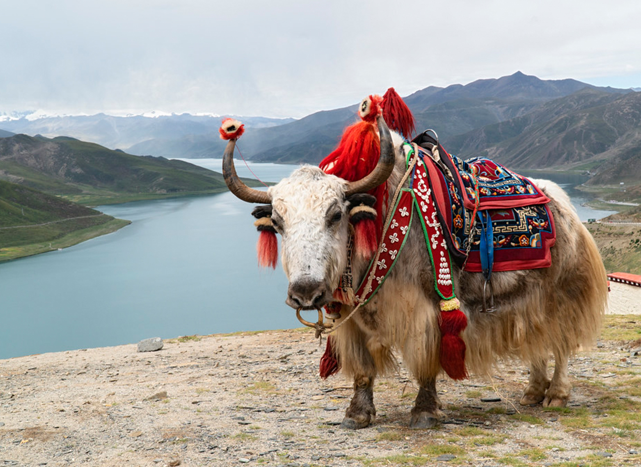 Yak Ride - Unique experience amidst breathtaking landscapes