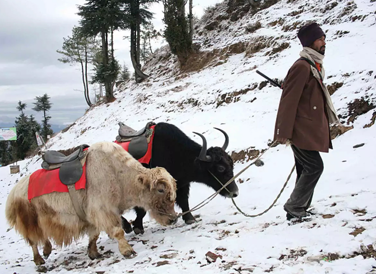 Yak Ride - Unique experience amidst breathtaking landscapes