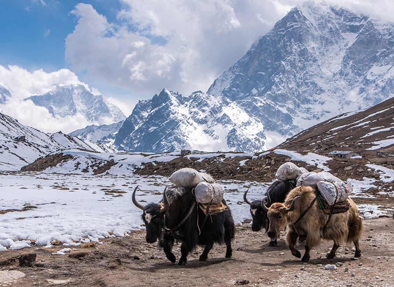 Yak Ride - Unique experience amidst breathtaking landscapes