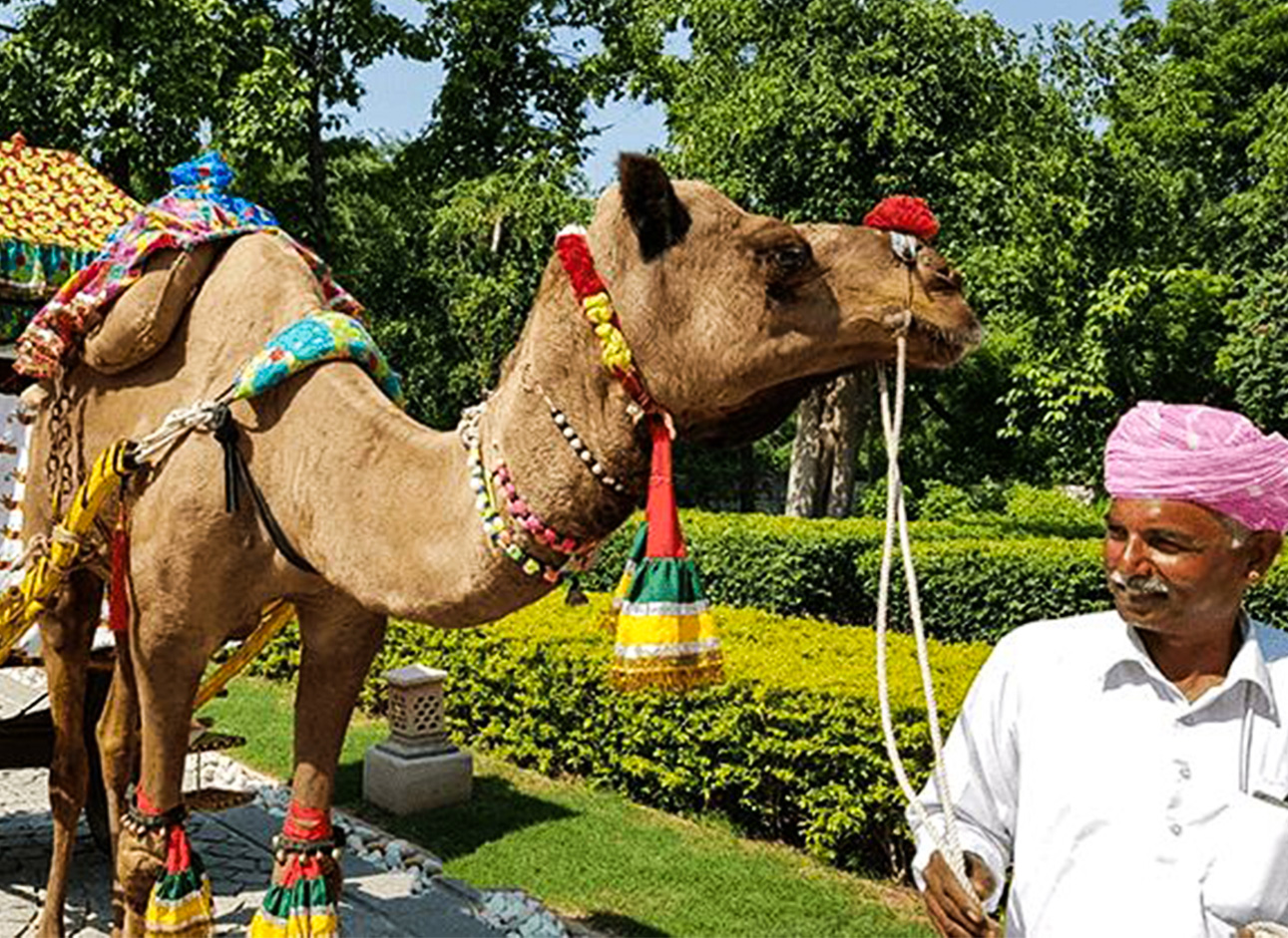 Camel Cart - Traditional transportation in scenic landscapes