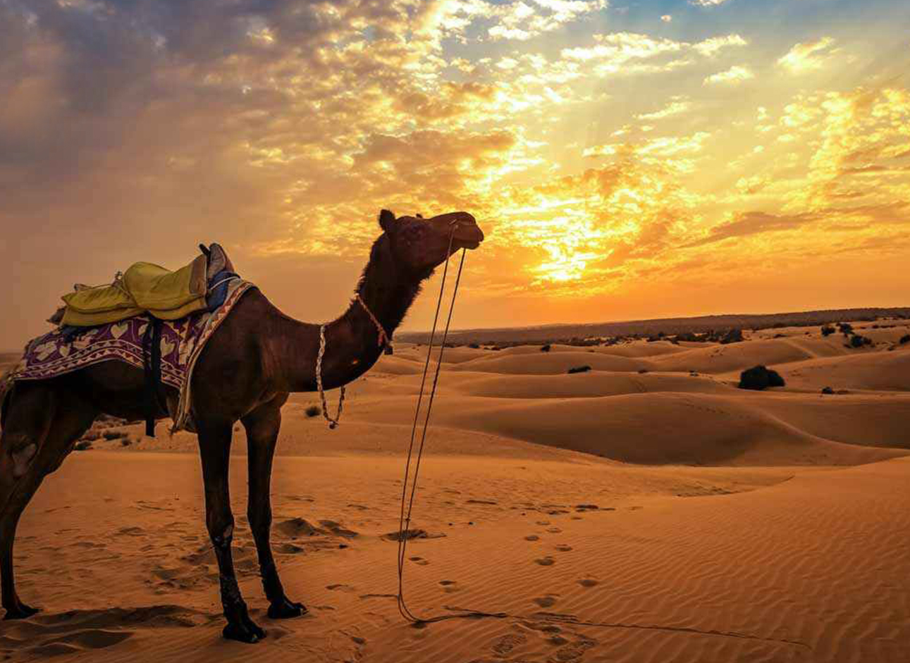Desert Safari - Adventure and explore the desert landscapes on thrilling safari tours