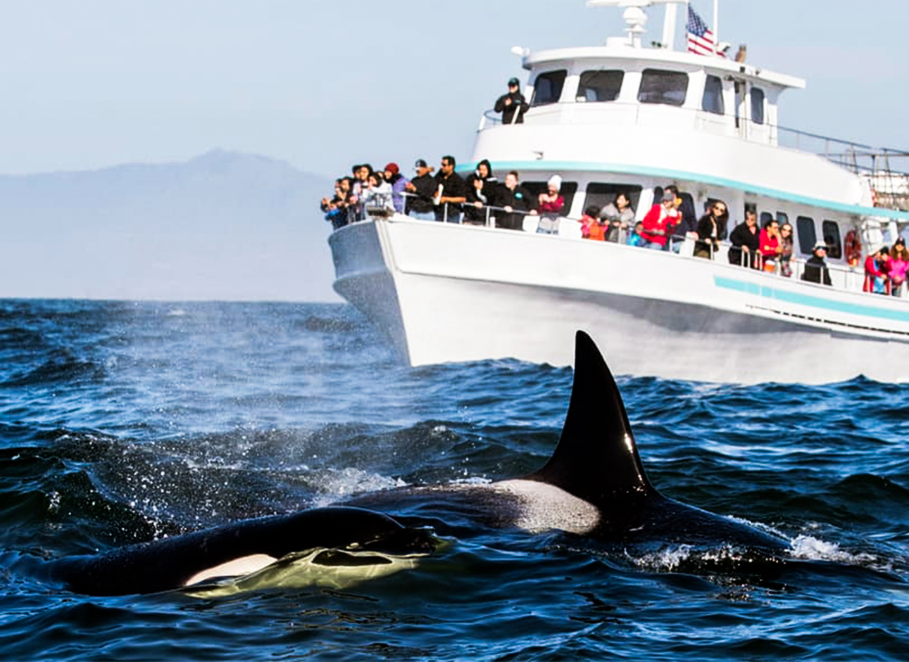 Whale Watching - Witness majestic marine creatures on exciting whale watching tours