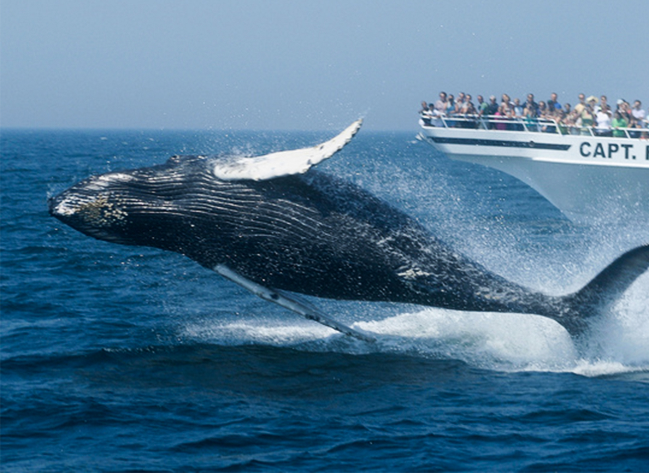 Whale Watching - Witness majestic marine creatures on exciting whale watching tours