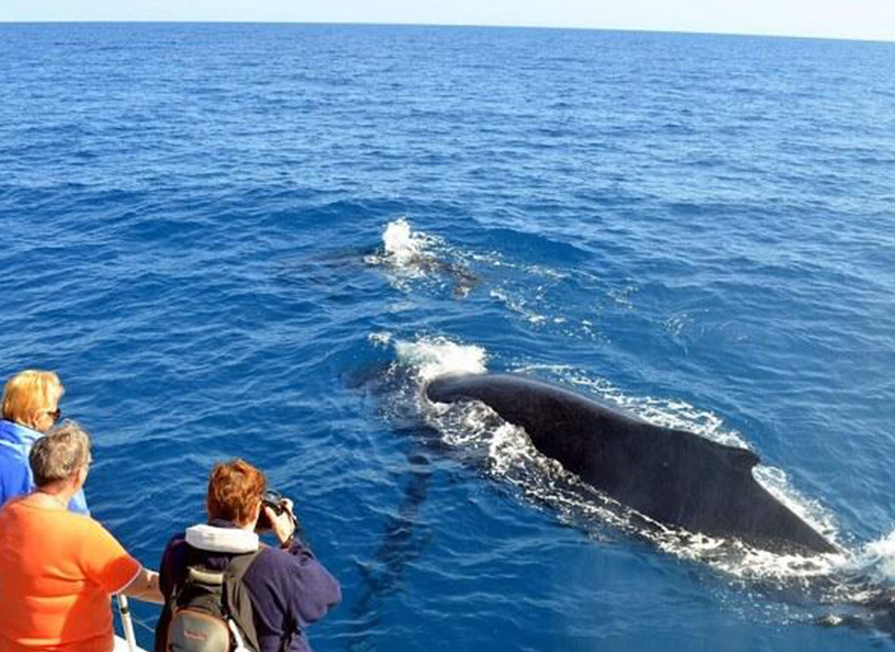 Whale Watching - Witness majestic marine creatures on exciting whale watching tours