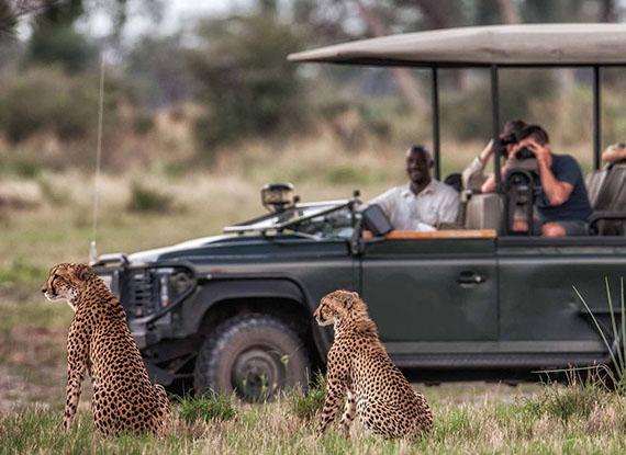 Wildlife Tours - Discover incredible wildlife and nature on thrilling guided tours