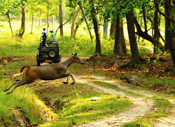Wildlife Tours - Discover incredible wildlife and nature on thrilling guided tours