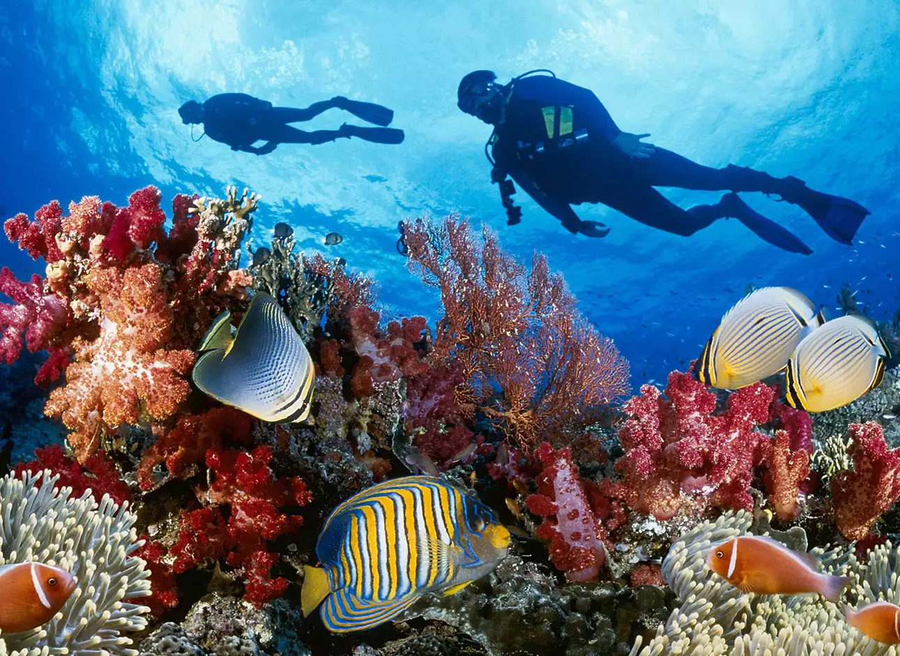 Scuba Diving - Explore the underwater world on thrilling dives