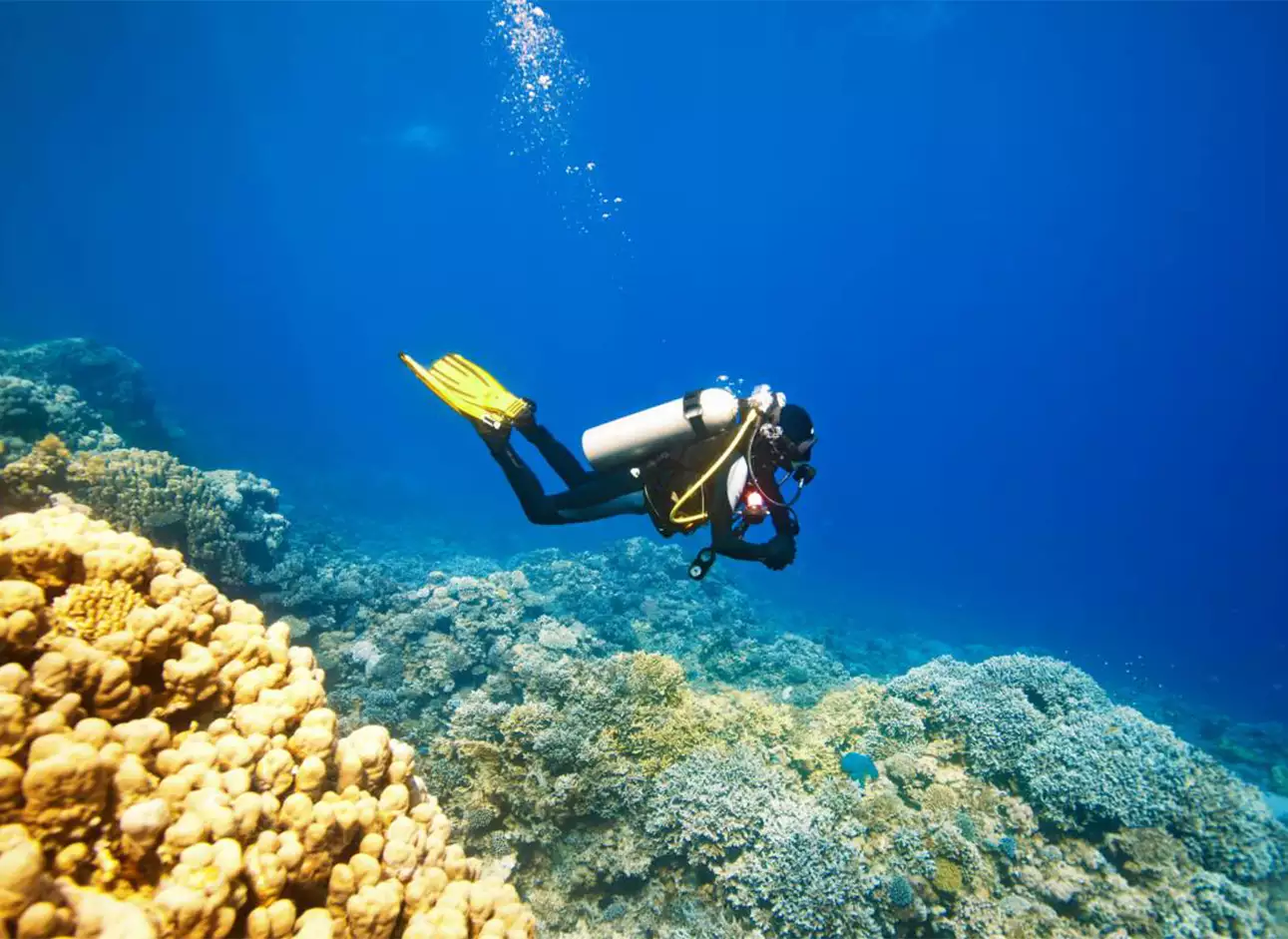 Scuba Diving - Explore the underwater world on thrilling dives