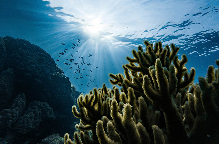 Experience The Underwater Wonders Of Andaman Islands
