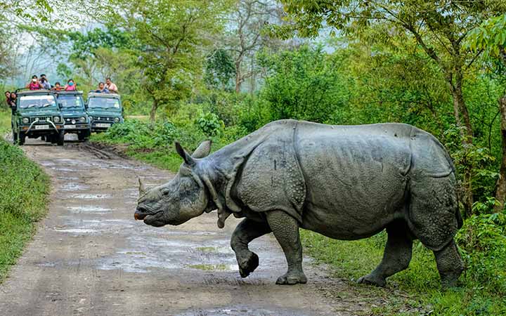 Pobitora & Kaziranga, Assam - Wildlife wonders & natural beauty