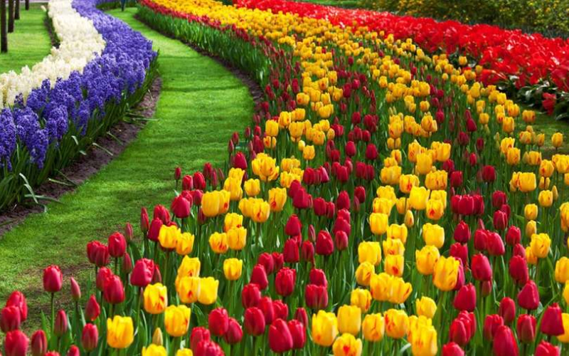 Kashmir Tulip Fest - Vibrant tulips in Kashmi