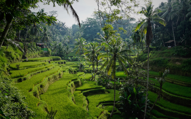 Explore Bali - Discover the beauty and culture of Bali, Indonesia