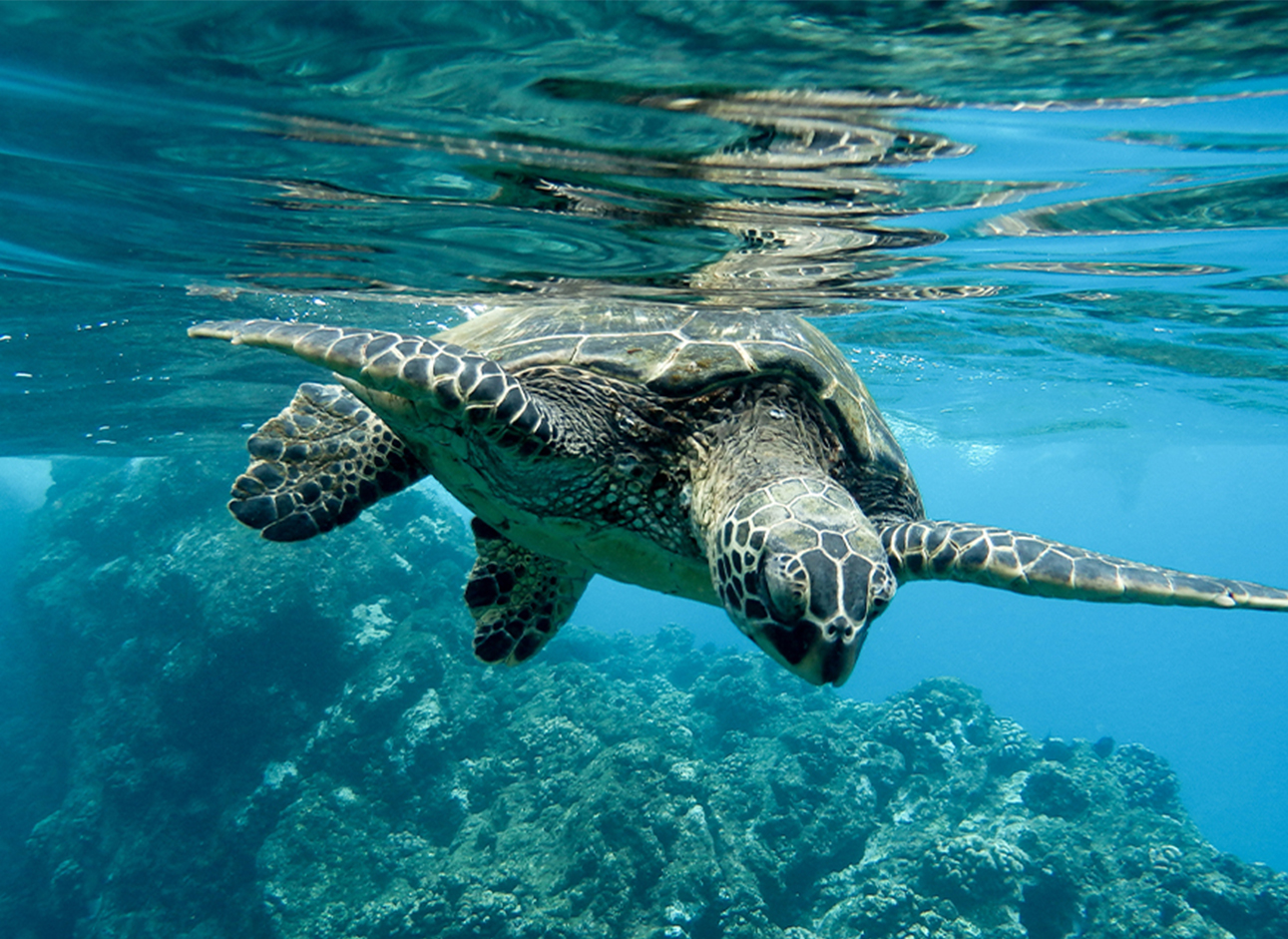 Andaman itinerary Havelock beach sights The beautiful and unusual Andaman Islands