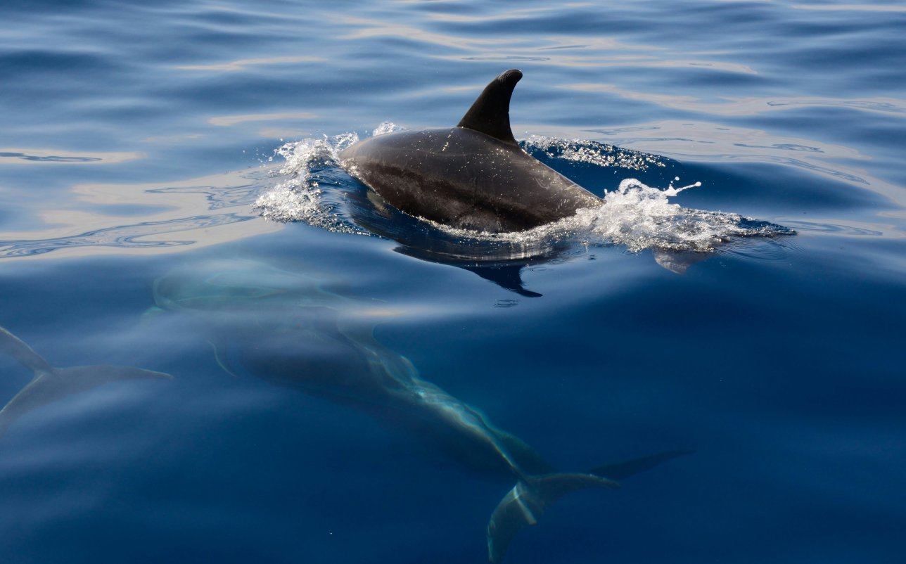 Top private tour packages