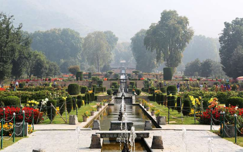 Kashmir Tulip Fest - Vibrant tulips in Kashmi