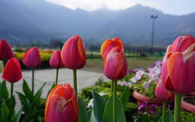 Kashmir Tulip Fest - Vibrant tulips in Kashmi