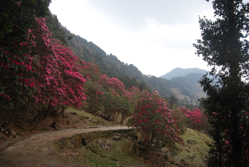 Tungnath Trek & Ganga Rafting - Explore majestic mountains and raft the Ganges