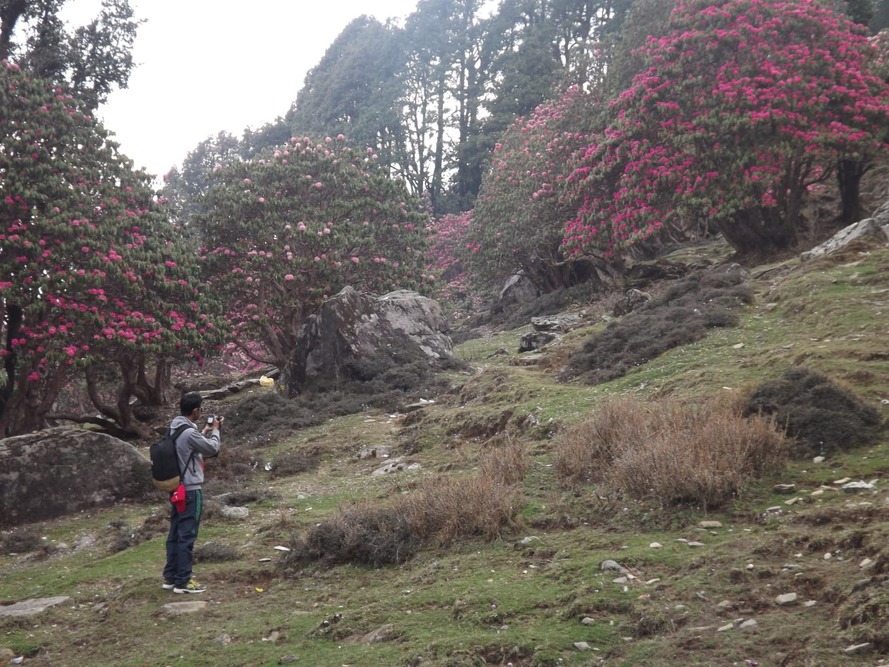 Tungnath Trek & Ganga Rafting - Explore majestic mountains and raft the Ganges