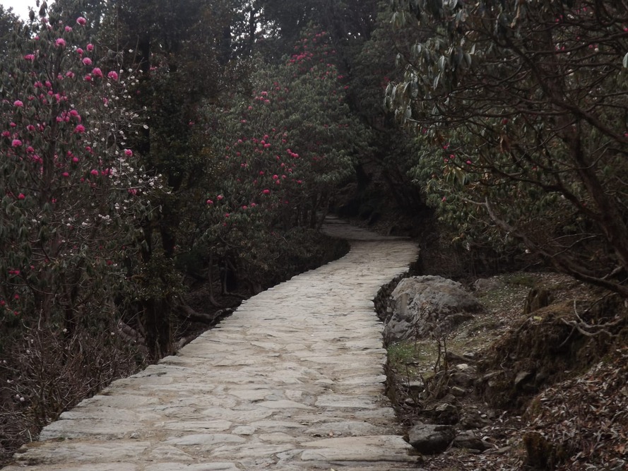 Tungnath Trek & Ganga Rafting - Explore majestic mountains and raft the Ganges